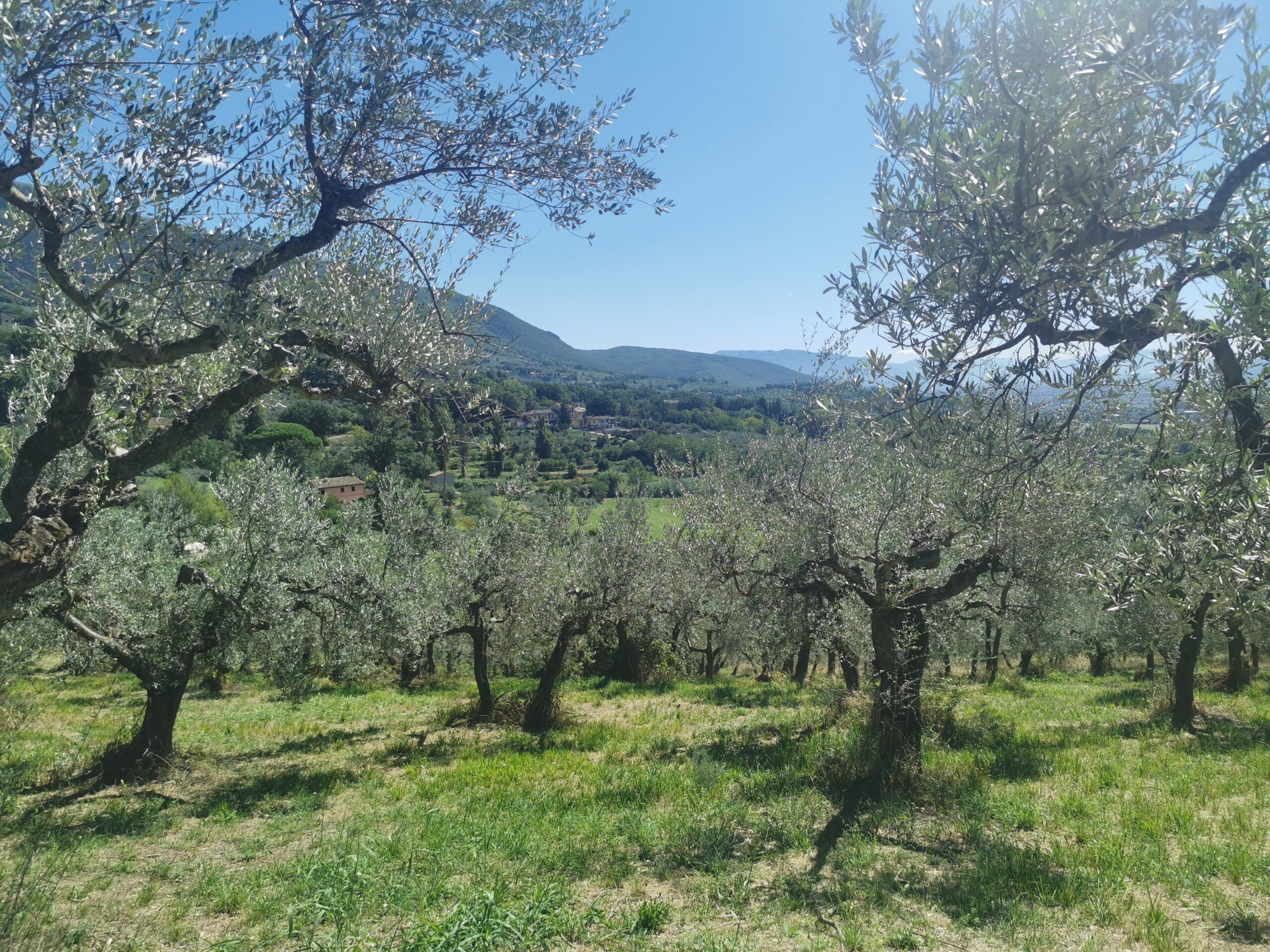Olivenlund på pilgrimsvejen mod San Damiano – et stille øjeblik under retreatet i Assisi